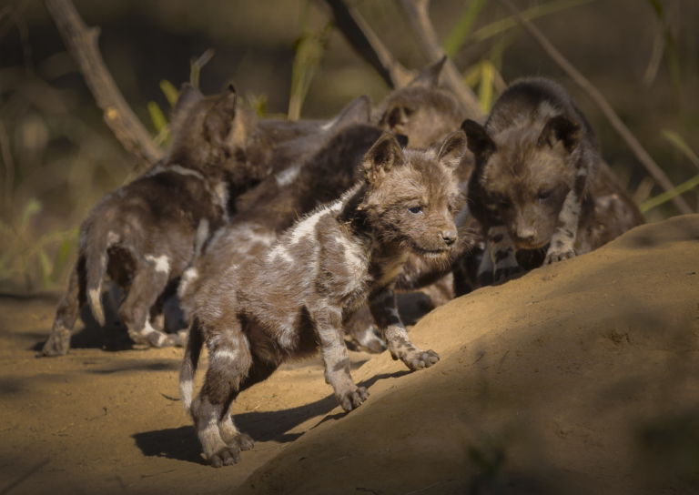 African Wild Dogs