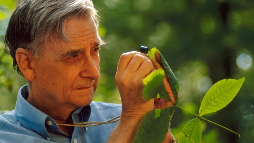 Image of E.O. Wilson studying a leaf.