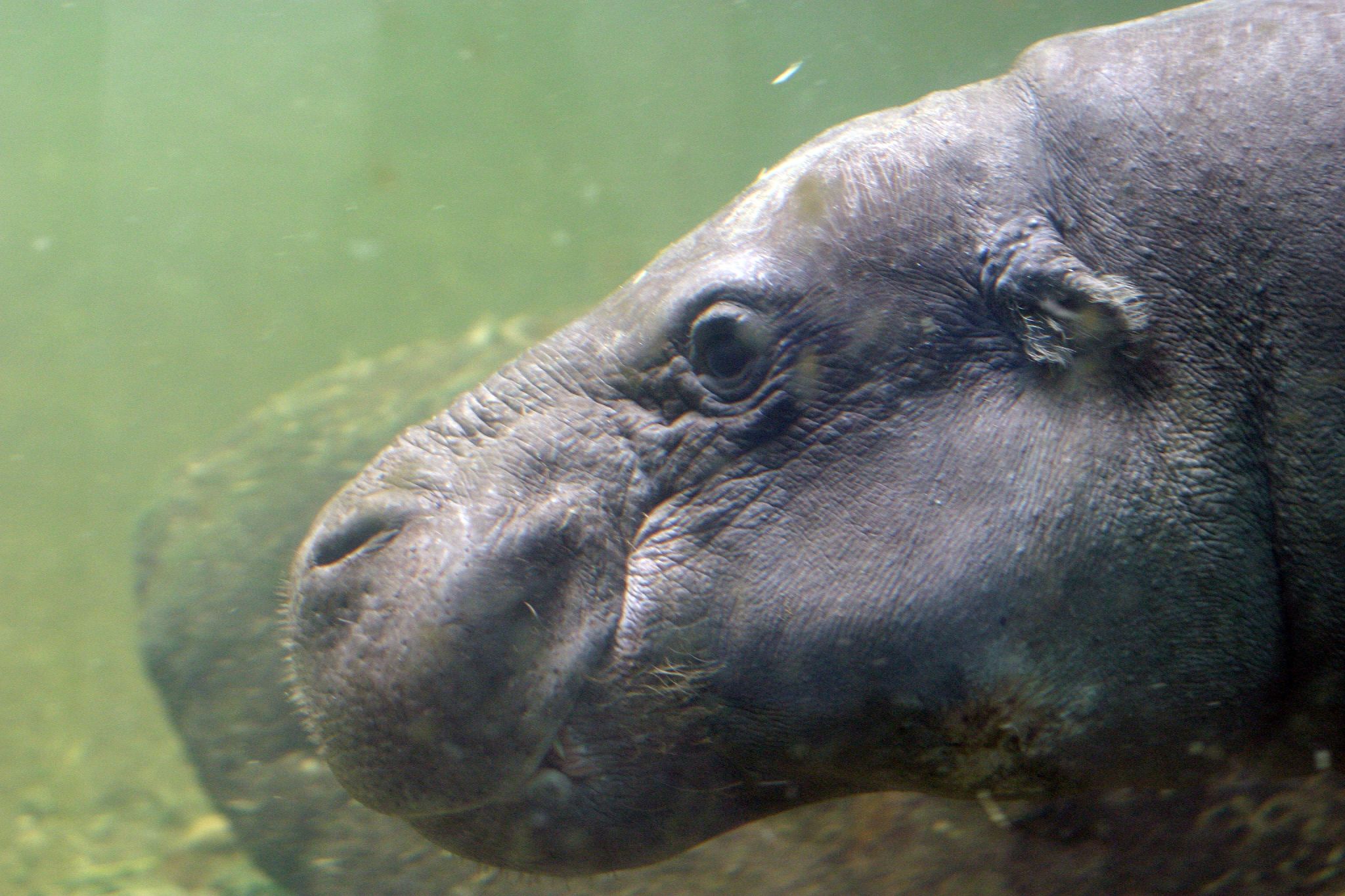 Hippo underwater.