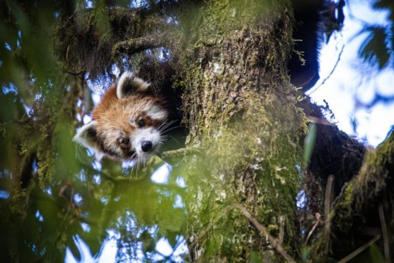 _Red panda with GPS collar_James Houston-Red Panda Network