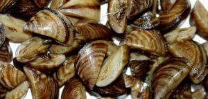 Image of Zebra mussels.