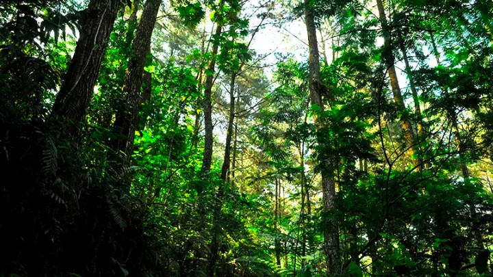 View of forest trees