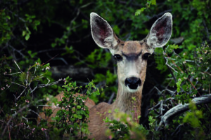 Image of a doe at dusk in Black Canyon of the Gunnison National Park.