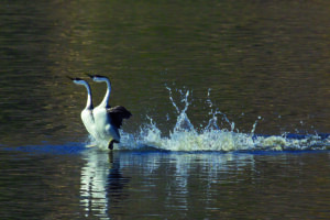 Image of Western Grebes Courting.