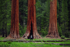 Image of the trees in the Redwoods. 