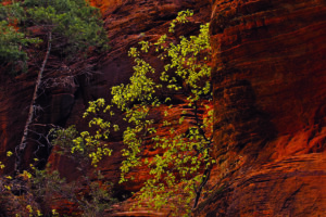 Image of the fall time in Zion park.