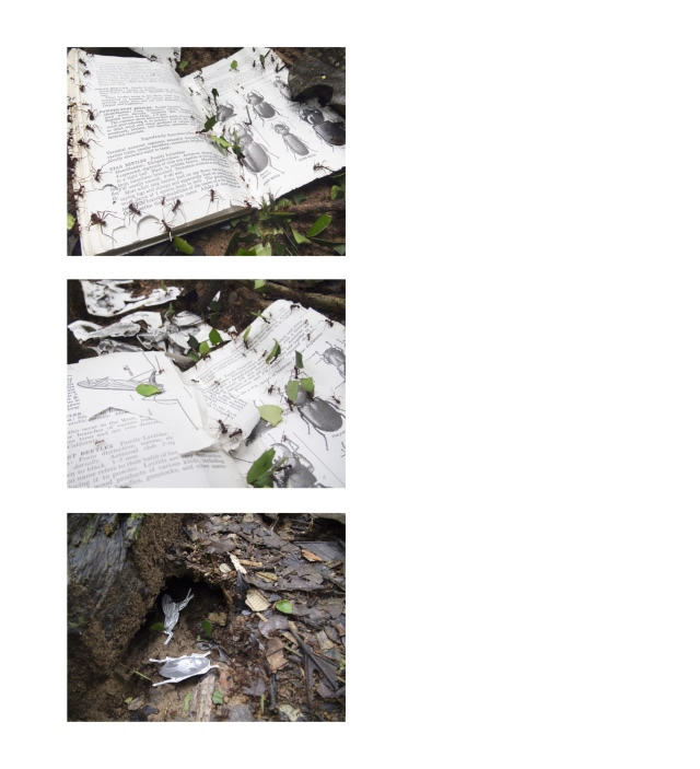 Teaching Aid by Carla Bengtson and Peter Wetherwax, 2014, composite of video-stills taken at Tiputini Biodiversity Station, in Ecuador.