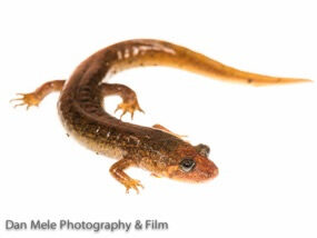 Image of a black-bellied salamander. 