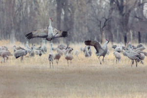 Image of Cranes.