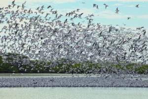 Image of Gulls and Terns in the Mangroves of Northern Peru.