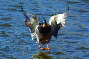 Image of a mallard about to land in the water.