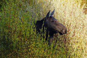 Image of a moose.