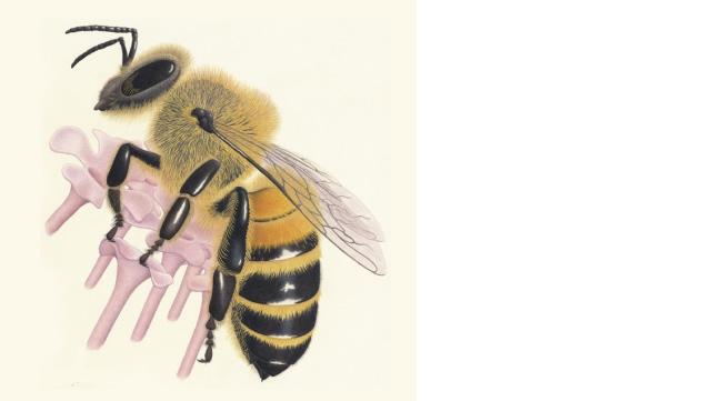 Honeybee by Michael Felber, 2013, colored pencil over watercolor.