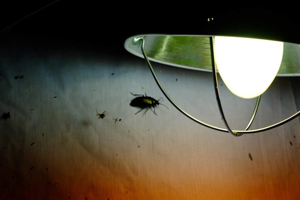 Beatle under lamp