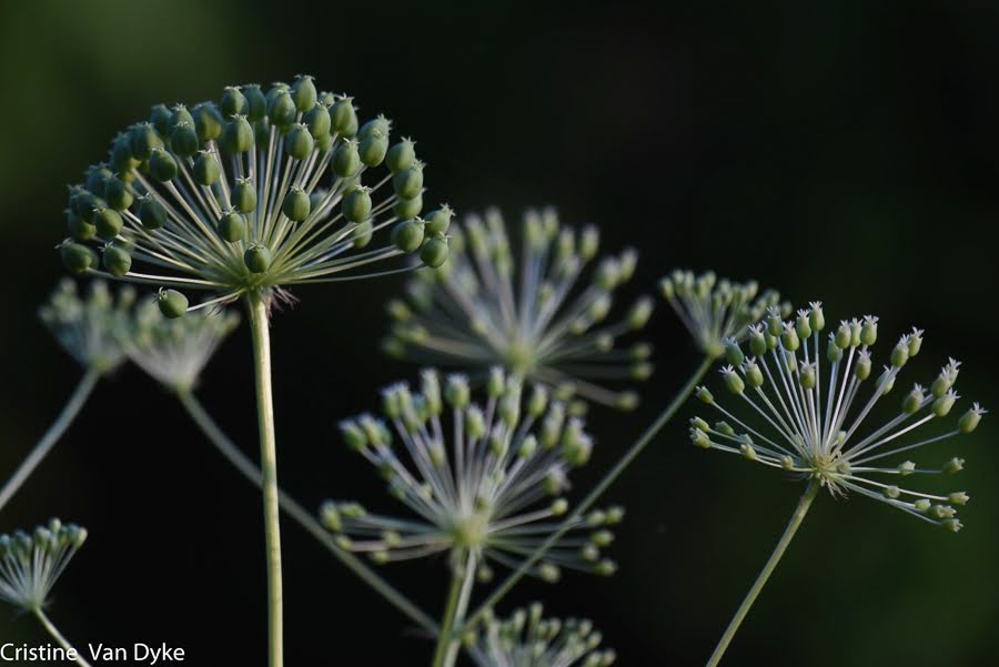 Close up of a plant