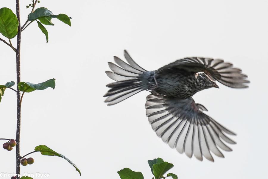 Bird in flight