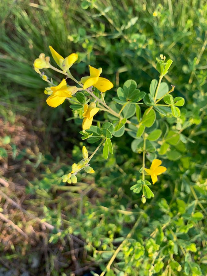 Close up of flower