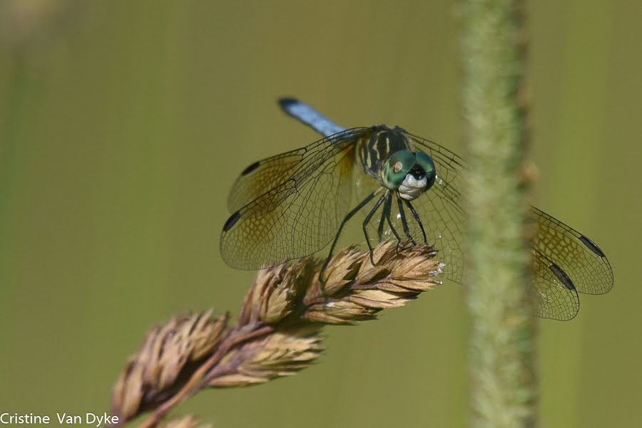 Dragonfly on a plant