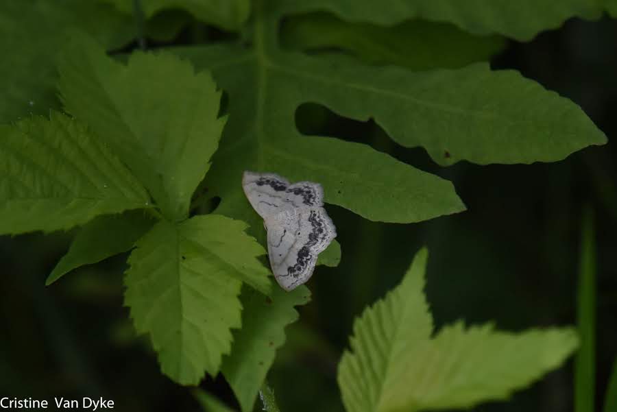 Moth on a plant