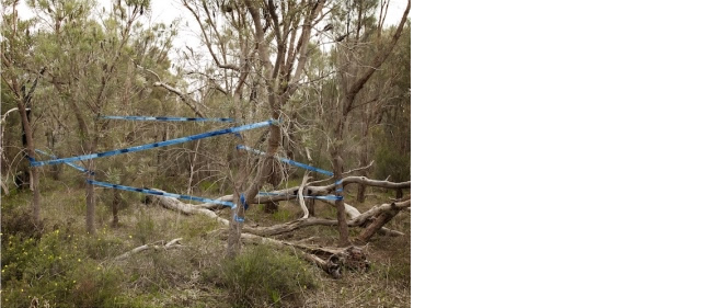 On the Subjugation of Nature – Perth by Jaden J.A. Hastings, 2015, installation of cyanotype textile in trees.