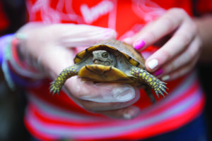 Image of a turtle.