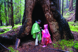 Image of a man and a child standing in a tree in the Redwoods.