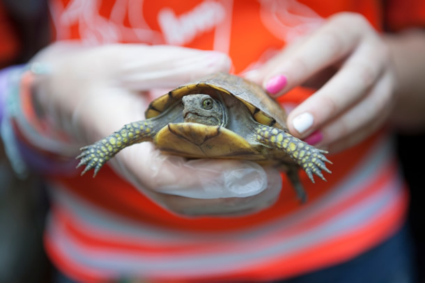 Image of a turtle.