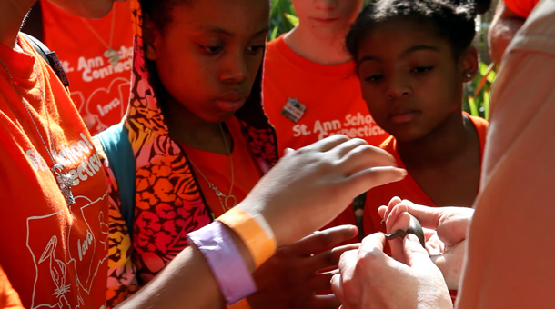 Image of a young girl touching a turtle.