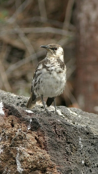 Image of the Charles Island Mockingbird.