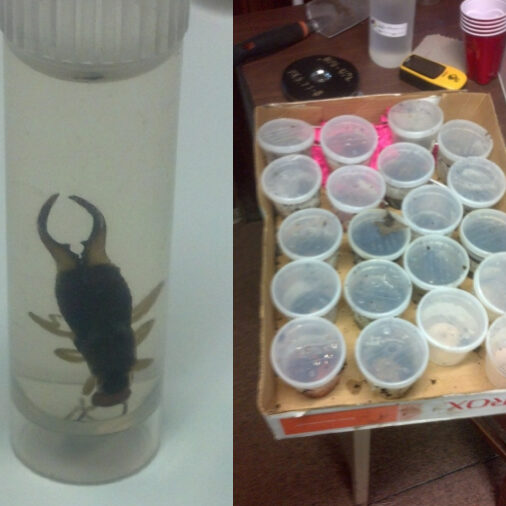 Left image of Earwig specimen. Right image of Pitfall traps.