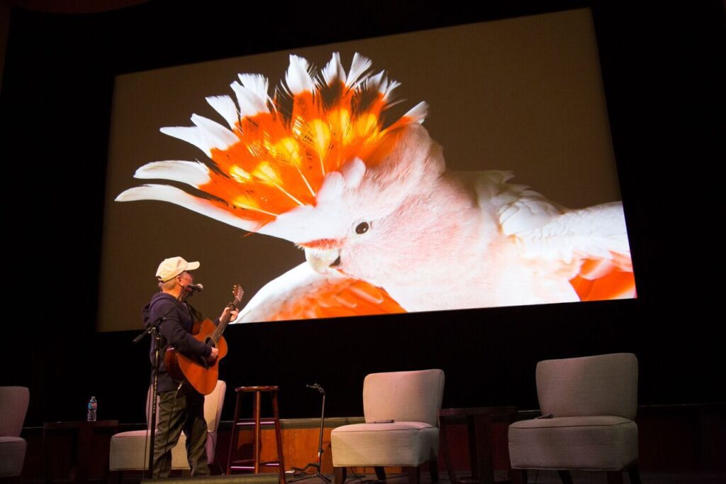 Image of Paul Simmons playing the guitar on stage with a picture of a bird in the background.