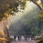 Image of wild dogs walking in a pack.