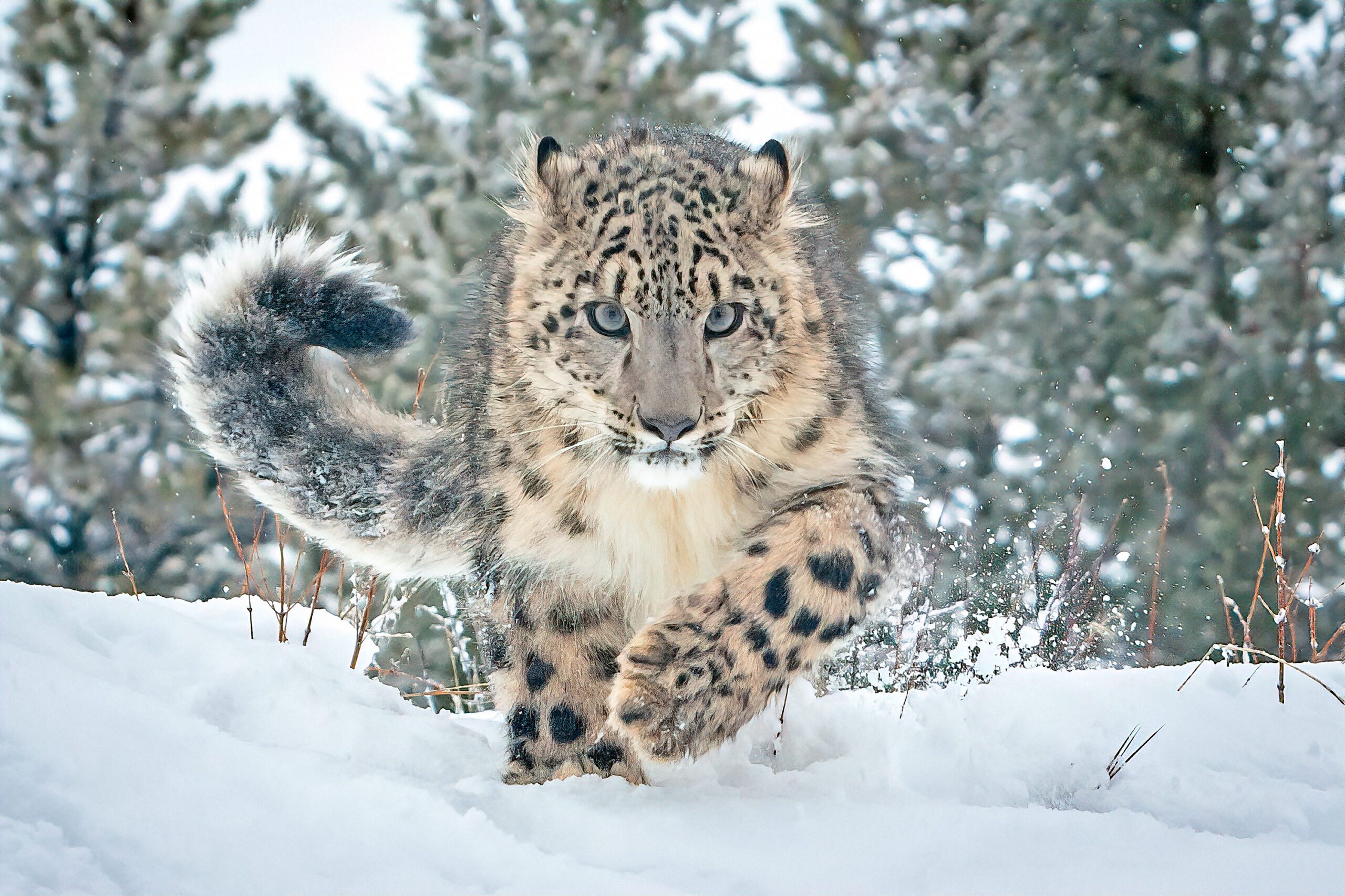 Afghanistan - E.O. Wilson Biodiversity Foundation 