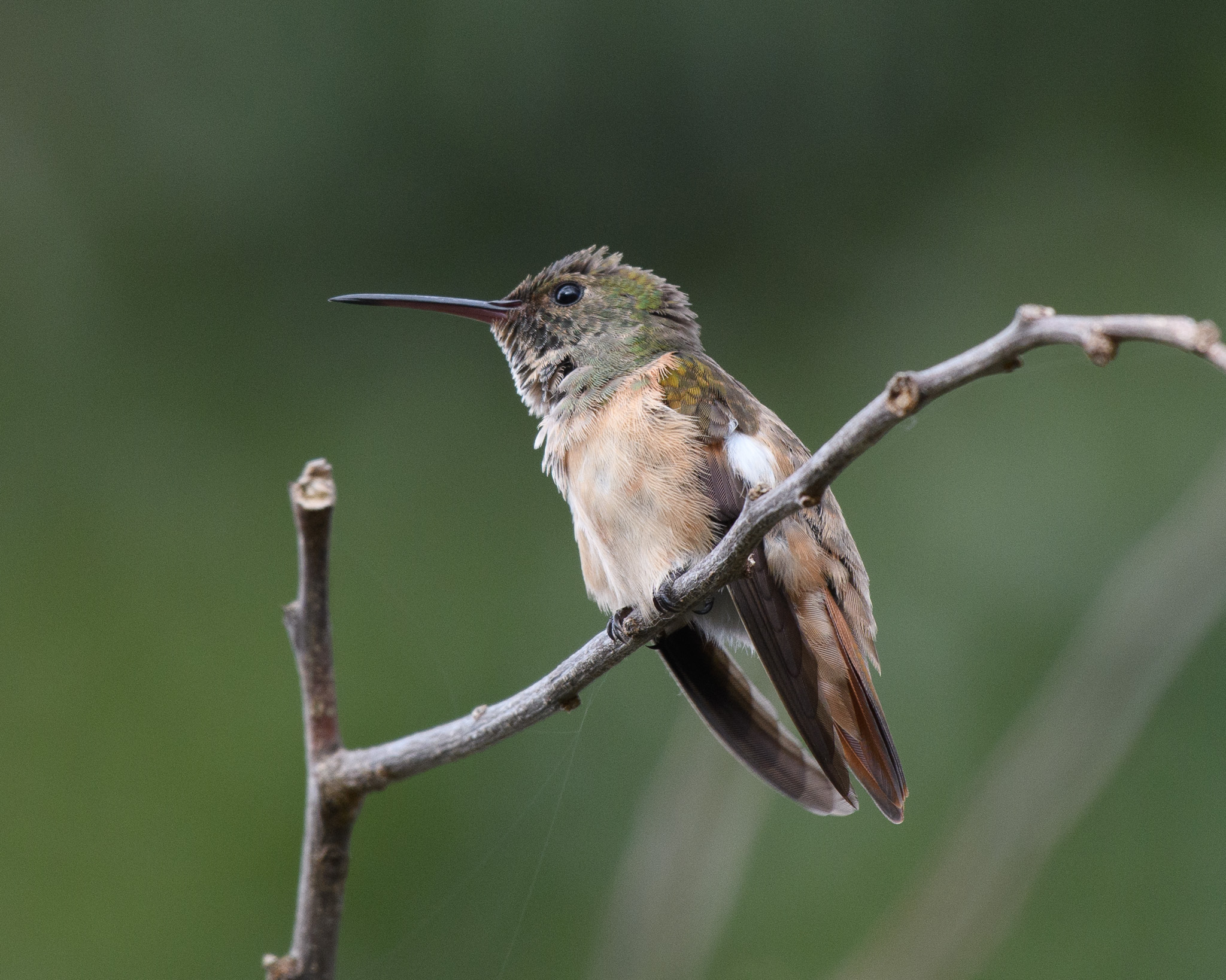 Colombia - E.O. Wilson Biodiversity Foundation