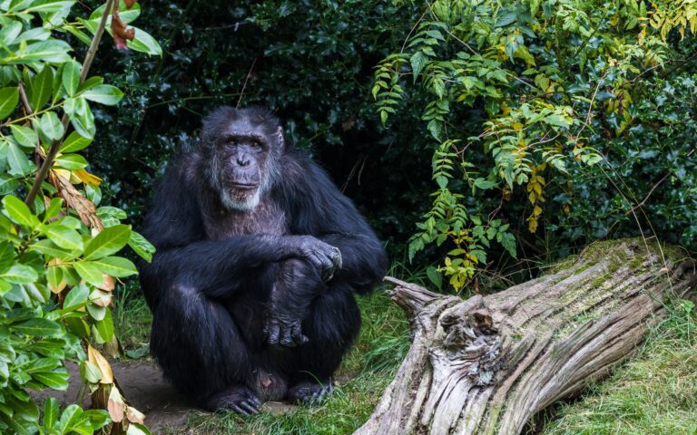 Portrait,Of,A,Western,Chimpanzee,Looking,At,The,Camera,In