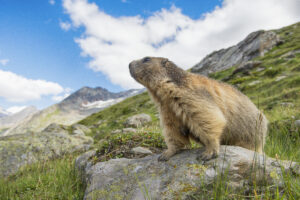 Marmot on a rock.