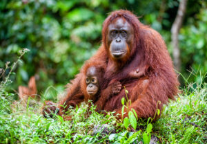 Baby and mother orangutan.