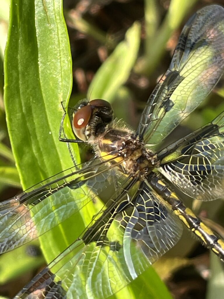 Omega dragonfly resting on a plant